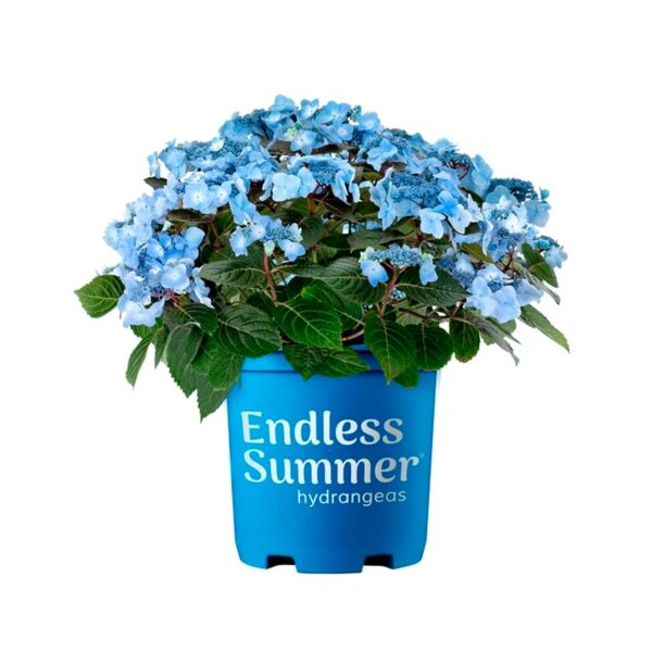 Endless Summer Hydrangea Pop Star Live Shrub (2 Gallon)