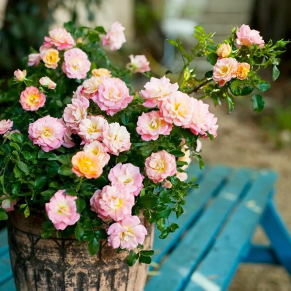 Drift Peach Rose Live Shrub (2 Gallon) - Image 3